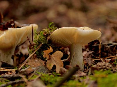 ByvanckPaddestoelen okt20 118