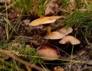 ByvanckPaddestoelen okt20 120