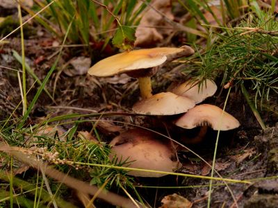 ByvanckPaddestoelen okt20 120