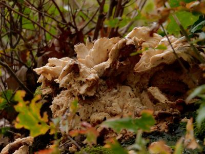 ByvanckPaddestoelen okt20 123