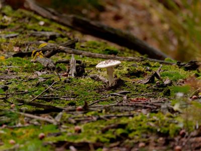 ByvanckPaddestoelen okt20 124