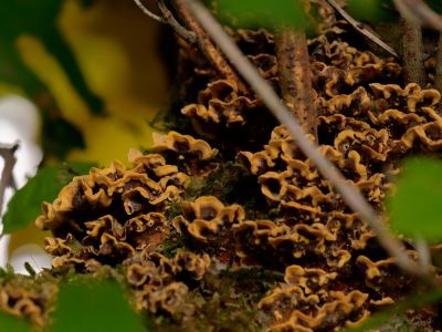 ByvanckPaddestoelen okt20 125