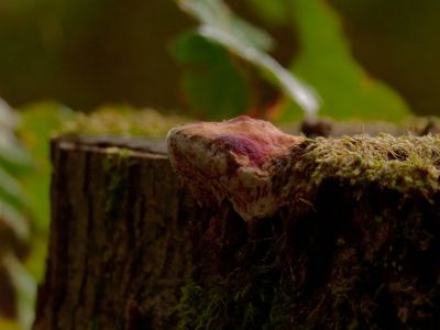 ByvanckPaddestoelen okt20 126