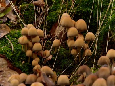 ByvanckPaddestoelen okt20 127