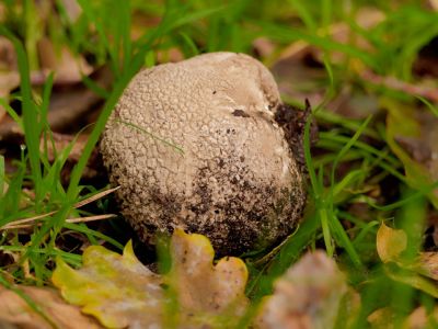ByvanckPaddestoelen okt20 128