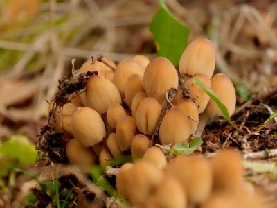 ByvanckPaddestoelen okt20 129