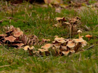 ByvanckPaddestoelen okt20 131