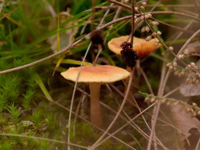 ByvanckPaddestoelen okt20 132