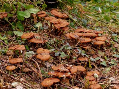 ByvanckPaddestoelen okt20 134