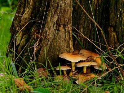ByvanckPaddestoelen okt20 136