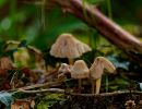 ByvanckPaddestoelen okt20 137