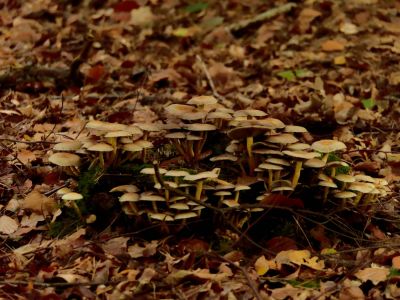 ByvanckPaddestoelen okt20 139