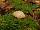 ByvanckPaddestoelen okt20 141