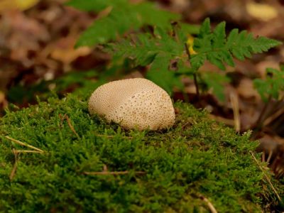ByvanckPaddestoelen okt20 141