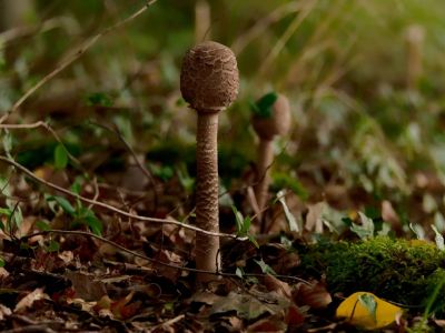 ByvanckPaddestoelen okt20 142