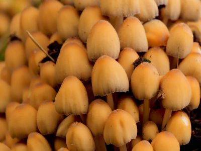 ByvanckPaddestoelen okt20 143