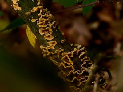 ByvanckPaddestoelen okt20 144