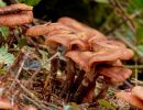 ByvanckPaddestoelen okt20 146