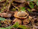 ByvanckPaddestoelen okt20 147