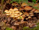 ByvanckPaddestoelen okt20 148