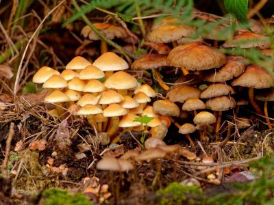 ByvanckPaddestoelen okt20 148