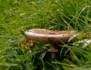 ByvanckPaddestoelen okt20 149
