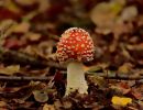 ByvanckPaddestoelen okt20 151