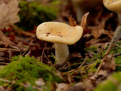 ByvanckPaddestoelen okt20 152