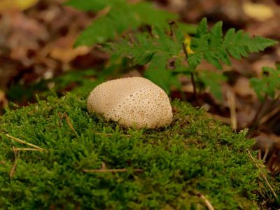 ByvanckPaddestoelen okt20 153