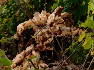 ByvanckPaddestoelen okt20 155