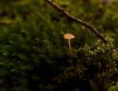 ByvanckPaddestoelen okt20 159