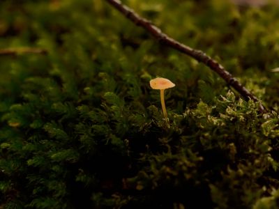 ByvanckPaddestoelen okt20 159