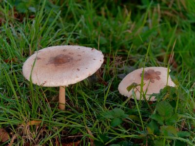 ByvanckPaddestoelen okt20 164