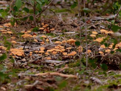 ByvanckPaddestoelen okt20 166