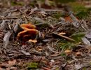 ByvanckPaddestoelen okt20 168