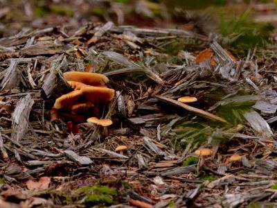 ByvanckPaddestoelen okt20 168