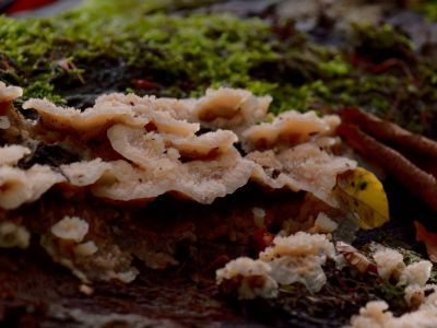 ByvanckPaddestoelen okt20 169