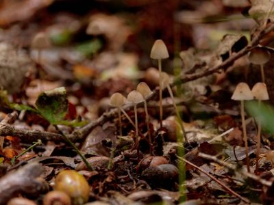 ByvanckPaddestoelen okt20 171