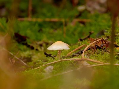 ByvanckPaddestoelen okt20 172