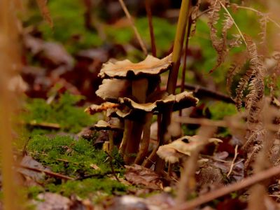 ByvanckPaddestoelen okt20 174