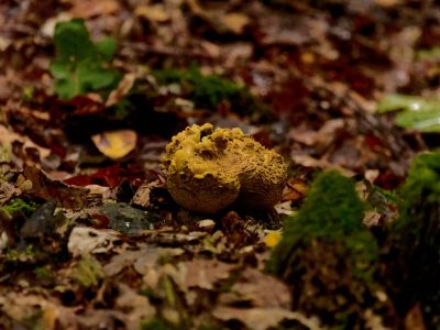 ByvanckPaddestoelen okt20 176