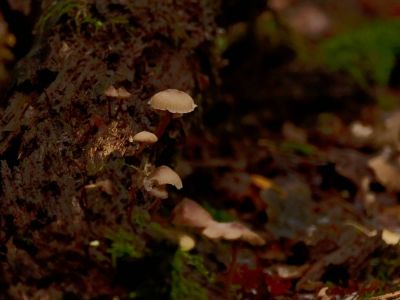 ByvanckPaddestoelen okt20 177