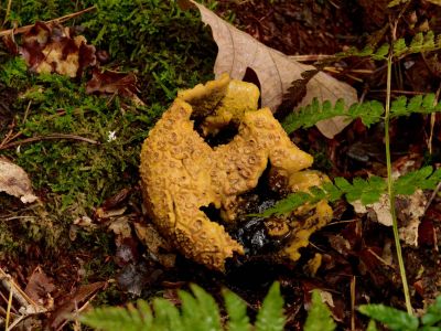 ByvanckPaddestoelen okt20 178