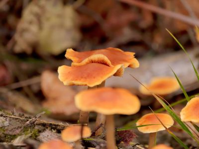 ByvanckPaddestoelen okt20 181