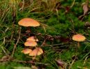 ByvanckPaddestoelen okt20 183
