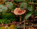 ByvanckPaddestoelen okt20 184