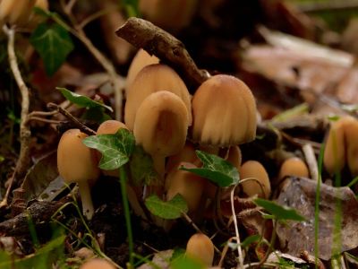 ByvanckPaddestoelen okt20 189