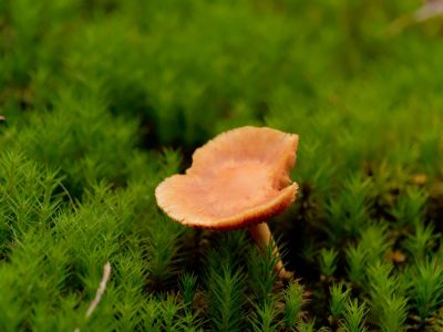 ByvanckPaddestoelen okt20 192