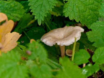 ByvanckPaddestoelen okt20 195