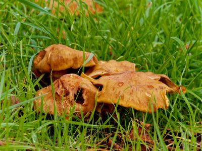 ByvanckPaddestoelen okt20 196